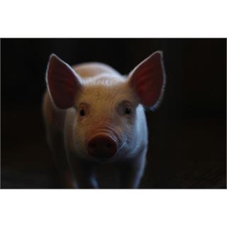 Schweine